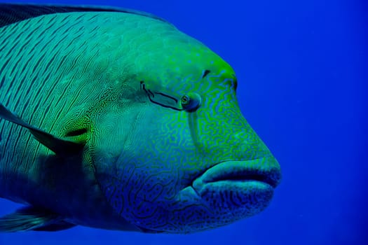 Red Sea Napoleon Fish close up portrait