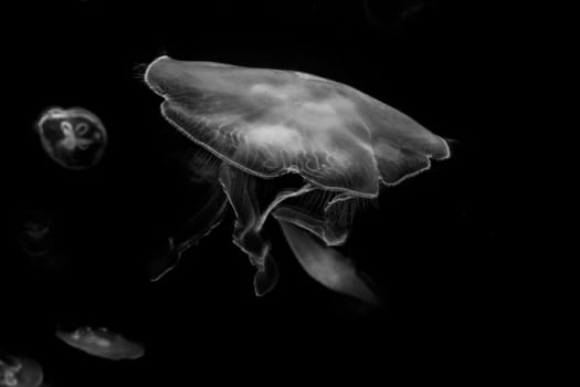 jellyfish isolated on black background
