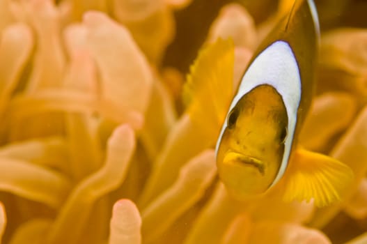 Red Sea clown fish close up portrait 