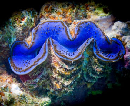 Red Sea blue giant clam close up portrait
