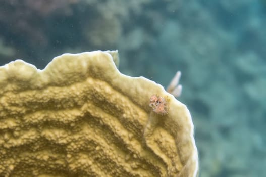 Christmas tree worm on hard coral in Egypt red sea