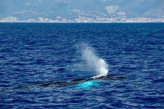 Humpback whale mother and calf in Mediterranean sea ultra rare near Genoa, Italy August 2020