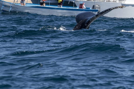 humpback whale tail slapping in front of whale watching boat in cabo san lucas mexico baja california sur