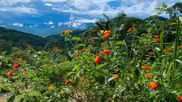 Garden on top of mountain with beautiful blue sky. Nature beauty concept.