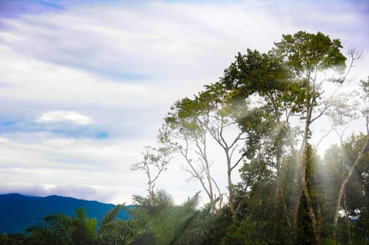 Beautiful flash of shining sunlight towards trees. Nature beauty concept.