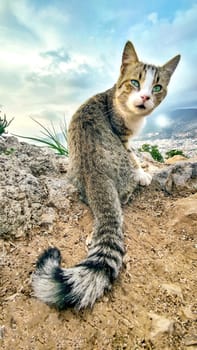 Funny Cat with Green Eyes is Sitting in Wild Place, Looking Back at Camera, Vertical Frame.