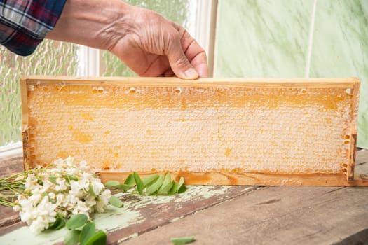 Elderly beekeeper holds a frame with honeycombs and a sprig of flowering acacia full of fresh acacia honey, a new harvest of a sweet bee delicacy, time to collect honey, High quality photo