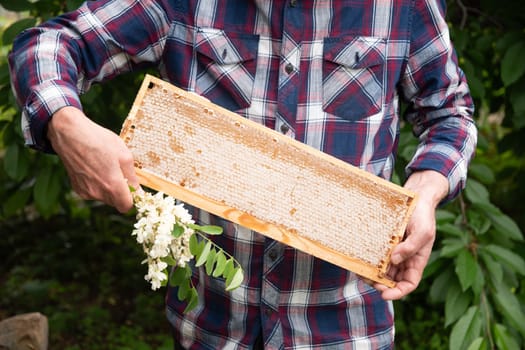 Elderly beekeeper holds a frame with honeycombs and a sprig of flowering acacia full of fresh acacia honey, a new harvest of a sweet bee delicacy, time to collect honey, High quality photo