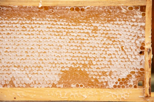 texture of amber honeycombs with organic honey of bright yellow amber color, hexagonal cells in honeycombs, beekeeping product for a healthy diet, alternative medicine, High quality photo