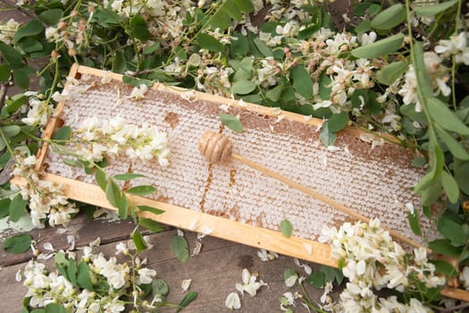 still life with full honeycombs on the table among acacia branches, and a wooden dropper spoon, organic enriched beekeeping product for alternative medicine, high quality photo