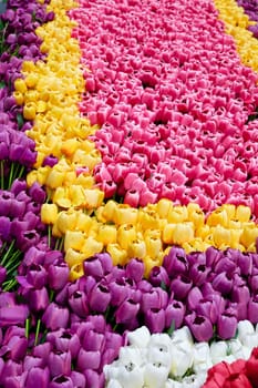 imitation flower, Colorful artificial tulip flowers in the flowerbed.