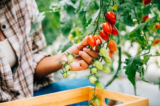 Nature's harvest shines as a black woman farmer collects ripe red tomatoes in a sunny greenhouse. Hand-cutting and arranging in a wooden crate. Freshness and bounty in a thriving farm setting.