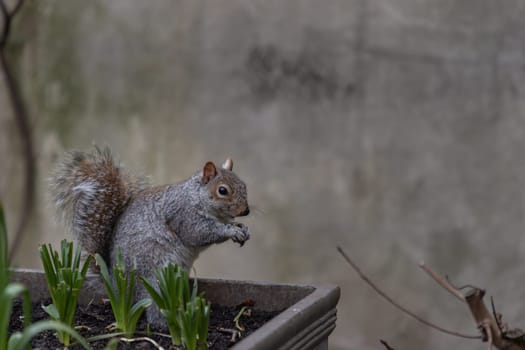 Side view of A cute Eastern Gray Squirrel (Sciurus carolinensis) is standing on its hind legs in the park. Space for text, Selective focus.