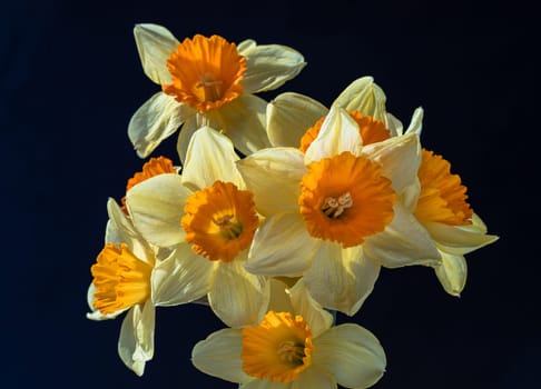 Arrangement of Yellow Spring Flowers Daffodils. Bunch of daffodils on a dark background, Amazing dark background with Yellow flowers, Space for text, Selective focus.