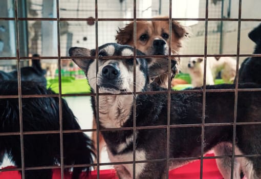 Lonely sad abandoned stray dogs behind the fence at animal shelter. Best human's friends waiting for a forever home. Animal rescue concept