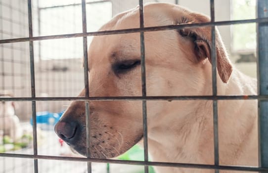 Portrait of lonely sad abandoned stray labrador behind the fence at animal shelter. Best human's friend is waiting for a forever home. Animal rescue concept