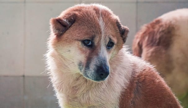 Portrait of lonely sad abandoned stray dog at animal shelter. Best human's friend is waiting for a forever home. Animal rescue concept