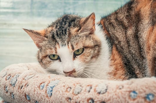 Portrait of lonely sad abandoned stray cat at animal shelter. Cat waiting for a forever home. Animal rescue concept