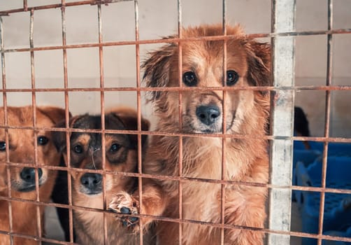 Portrait of lonely sad abandoned stray dog behind the fence at animal shelter. Best human's friends waiting for a forever home. Animal rescue concept