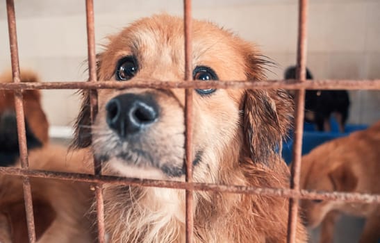 Portrait of lonely sad abandoned stray dog behind the fence at animal shelter. Best human's friend is waiting for a forever home. Animal rescue concept