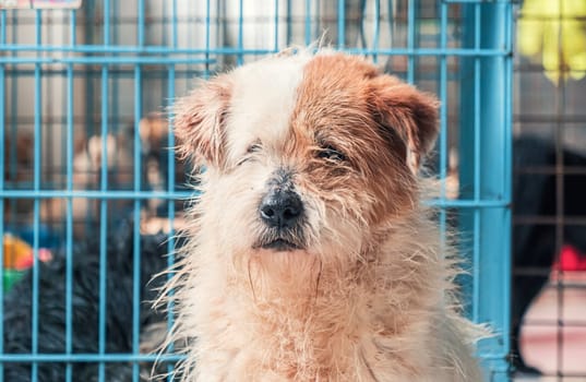 Portrait of lonely sad abandoned stray dog behind the fence at animal shelter. Best human's friend is waiting for a forever home. Animal rescue concept