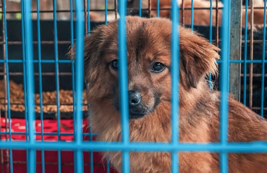 Portrait of lonely sad abandoned stray dog behind the fence at animal shelter. Best human's friend is waiting for a forever home. Animal rescue concept