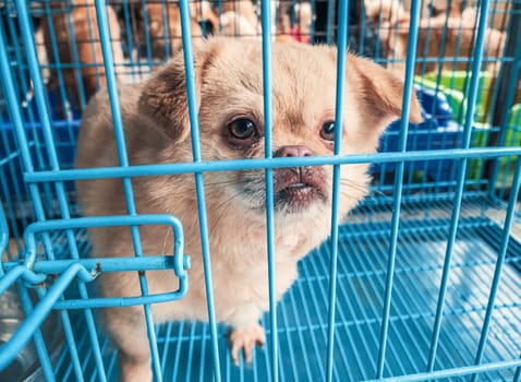 Portrait of lonely sad abandoned stray dog behind the fence at animal shelter. Best human's friend is waiting for a forever home. Animal rescue concept