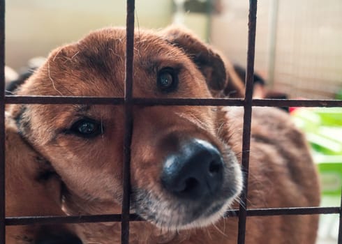 Portrait of lonely sad abandoned stray dog behind the fence at animal shelter. Best human's friend is waiting for a forever home. Animal rescue concept