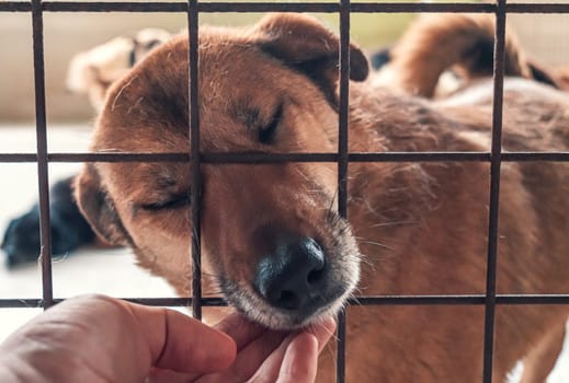 Portrait of lonely sad abandoned stray dog behind the fence at animal shelter. Best human's friend is waiting for a forever home. Animal rescue concept