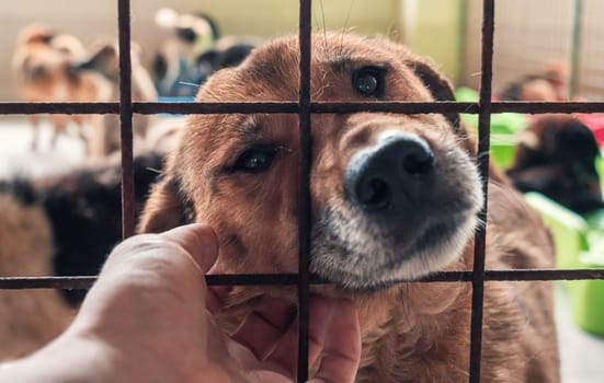 Portrait of lonely sad abandoned stray dog behind the fence at animal shelter. Best human's friend is waiting for a forever home. Animal rescue concept