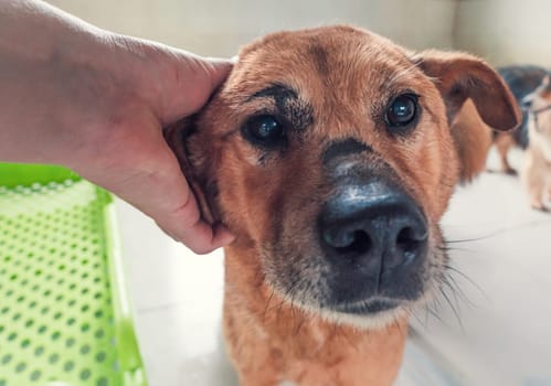 Male hand petting stray dog in pet shelter. People, Animals, Volunteering And Helping Concept.