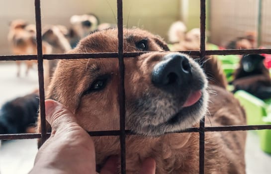 Portrait of lonely sad abandoned stray dog behind the fence at animal shelter. Best human's friend is waiting for a forever home. Animal rescue concept