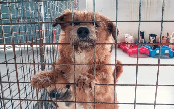 Portrait of lonely sad abandoned stray dog behind the fence at animal shelter. Best human's friend is waiting for a forever home. Animal rescue concept