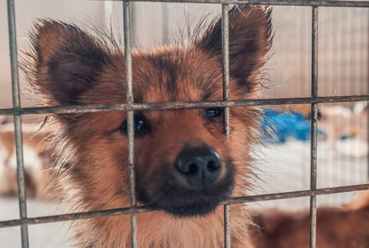 Portrait of lonely sad abandoned stray dog behind the fence at animal shelter. Best human's friend is waiting for a forever home. Animal rescue concept