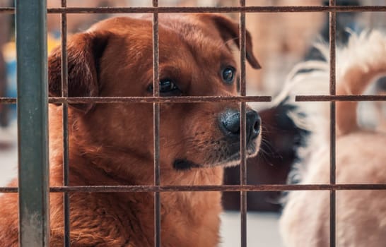 Portrait of lonely sad abandoned stray dog behind the fence at animal shelter. Best human's friend is waiting for a forever home. Animal rescue concept