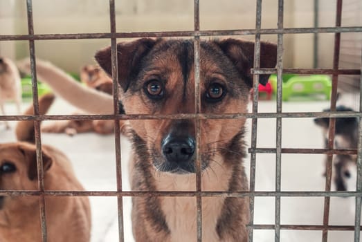 Portrait of lonely sad abandoned stray dog behind the fence at animal shelter. Best human's friend is waiting for a forever home. Animal rescue concept