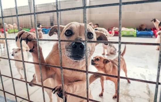 Lonely sad abandoned stray dogs behind the fence at animal shelter. Best human's friends waiting for a forever home. Animal rescue concept