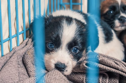 Portrait of lonely sad abandoned stray puppy behind the fence at animal shelter. Best human's friend is waiting for a forever home. Animal rescue concept