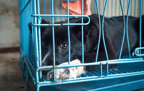 Portrait of lonely sad abandoned stray dog in the cage at animal shelter. Best human's friend is waiting for a forever home. Animal rescue concept