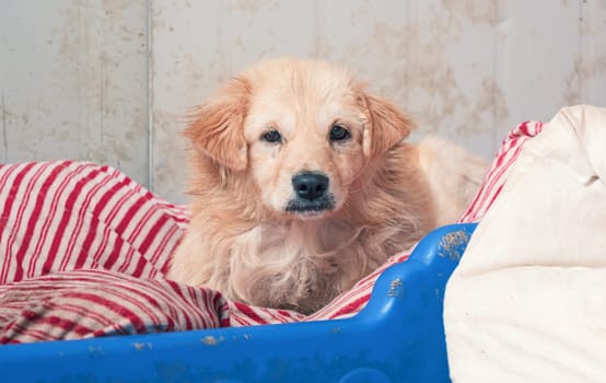 Portrait of lonely sad abandoned stray dog at animal shelter. Best human's friend is waiting for a forever home. Animal rescue concept