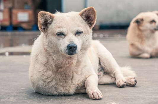 Lonely sad abandoned stray dog laying on the floor at animal shelter. Best human's friend is waiting for a forever home. Animal rescue concept