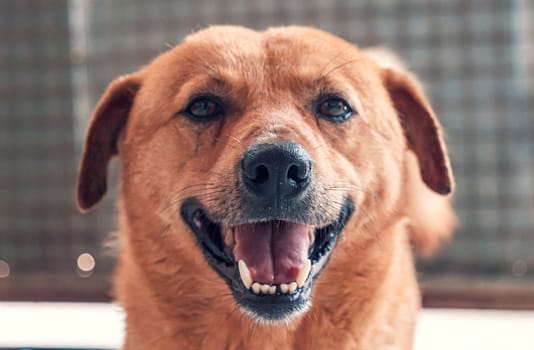 Sad dog in shelter waiting to be rescued and adopted to new home.