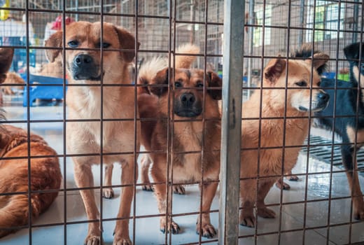 Unwanted and homeless dogs in animal shelter. Asylum for dog. Stray dogs behind the fence. Poor and hungry street dogs and urban free-ranging dogs.