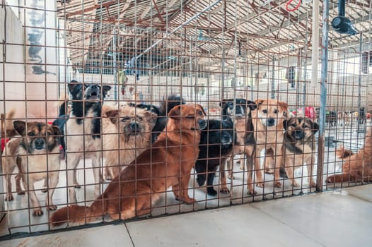 Lonely sad abandoned stray dogs behind the fence at animal shelter. Best human's friends waiting for a forever home. Animal rescue concept