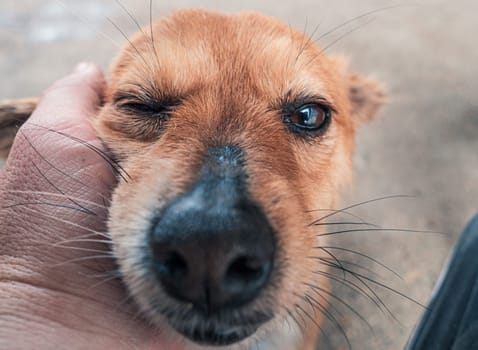 Male hand petting stray dog in pet shelter. People, Animals, Volunteering And Helping Concept.