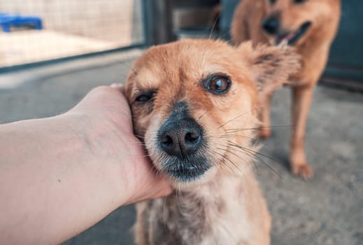 Male hand petting stray dog in pet shelter. People, Animals, Volunteering And Helping Concept.