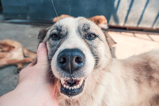 Male hand petting stray dog in pet shelter. People, Animals, Volunteering And Helping Concept.