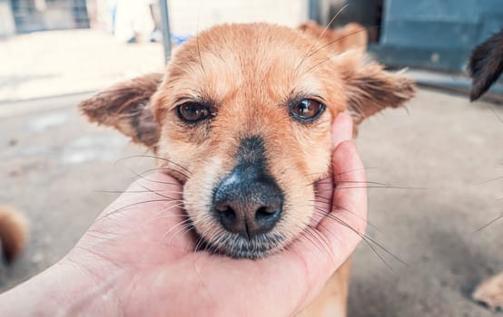 Male hand petting stray dog in pet shelter. People, Animals, Volunteering And Helping Concept.