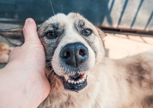 Male hand petting stray dog in pet shelter. People, Animals, Volunteering And Helping Concept.