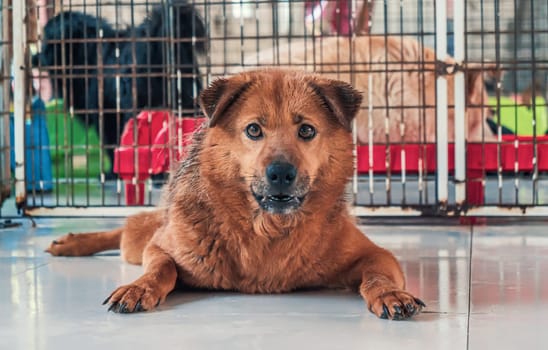 Sad dog in shelter waiting to be rescued and adopted to new home.